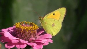 Покаяние - мать спасения. Прп. Ефрем Сирин.