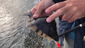 Ловля камбалы в центре Петропавловска Камчатского в июне