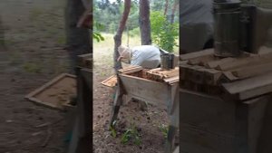 Кенийский улей. Заселяем пчелиный рой в “Кенийский улей”. Короче говоря - в корыто! 17 июня 2022.