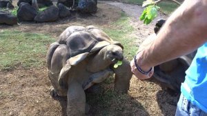 Кормление сухопутных гигантских черепах. Маврикий.