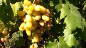 Виноград Юбилей Новочеркасска