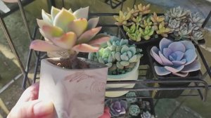 Обзор одной из полочек с суккулентами