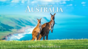 Животные Австралии В 4К Релакс Фильм
Animals of Australia 4K - Scenic Wildlife Film