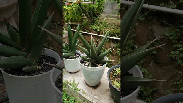 Sansevieria Pinguicula