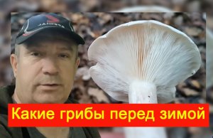 За неделю до зимы грибы