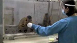 Весёлый эксперимент с обезьянками