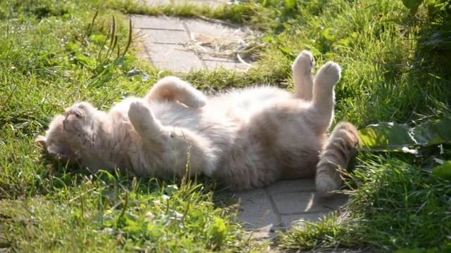 Кот после поедания корня валерьяны))) смотреть онлайн