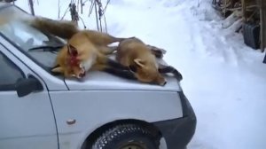 Бобры. Зима. Промысел продолжается.