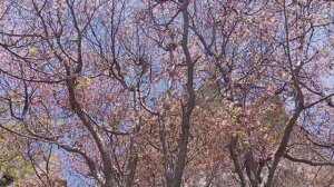 Цветущая сакура.mp4