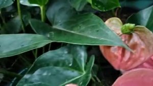 Anthurium - Sweet dream 🌷🌷