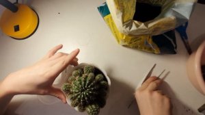 Как посадить кактус из отростка