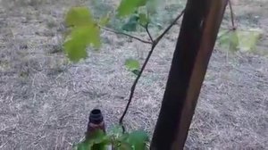 Виноград. Подкормка из травы, золы, дрожжей,помета