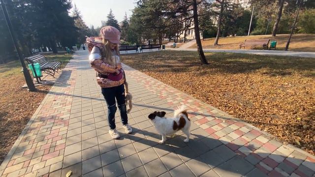 Прогулка тренировка  моей собаки/Lady ZlataGo смотреть онлайн