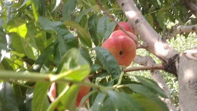 Інжирний білом'ясий персик Сатурн. смотреть онлайн