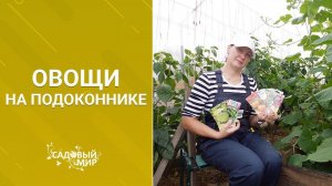 Растим овощи на кухне осенью и зимой. Огород на подоконнике!