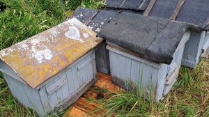 идея эксперимента зимовки пчел на улице Нижегородское пчеловодство