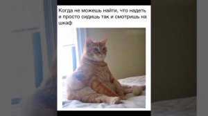 При такой зарплате, сбежит даже арбуз #мем Смешные Котики картинки с надписями #приколы с озвучкой