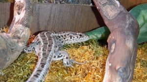 Как выбрать ультрафиолетовую лампу для прыткой ящерицы? Уф лампа для прыткой ящерицы!#прыткиеящериц