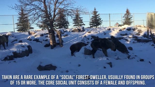 Animal Spotlight: Sichuan Takin смотреть онлайн