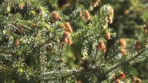 Ala-Archa Gorge, Kyrgyzstan | Ущелье Ала Арча Капчыгайы