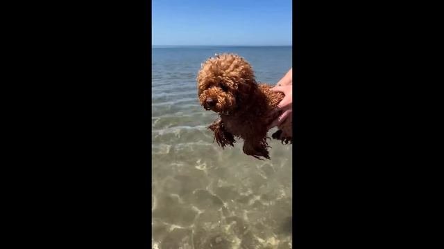 #Забавные_животные 😂  #видео1 (1)