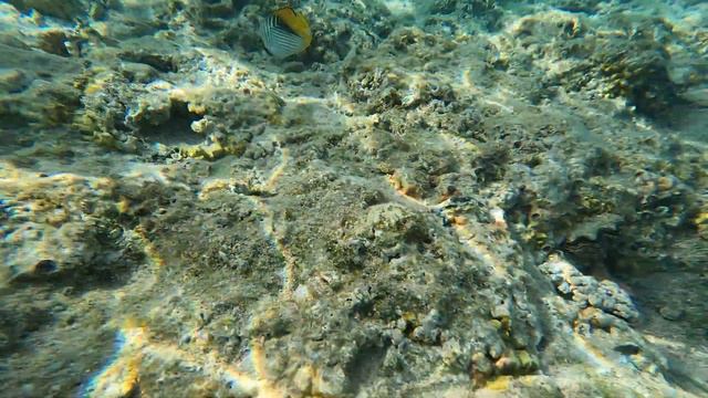 Movenpick Resort Naama Bay. Scuba diving & Snorkeling смотреть онлайн