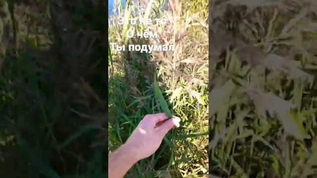 Будешь удивлён,но это растение называется рогоз,а не камыш!Не дай себя запутать!Русский бамбук! смотреть онлайн