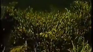 Морские красные и бурые водоросли