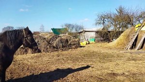 ЖЕРЕБЕЦ СУЛТАН И КОБЫЛА ЛАСТОЧКА СЛУЧКА