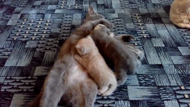 Какая жизнь у кота? Самое милое видео