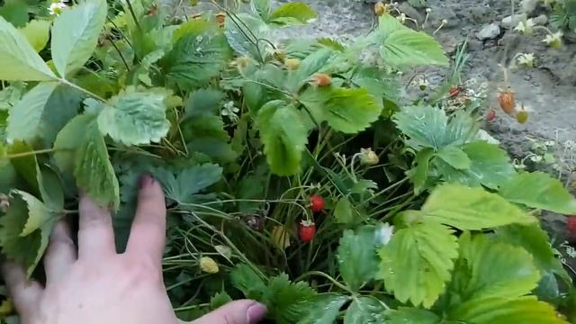 Земляника "Барон Солемахер" дает урожой смотреть онлайн