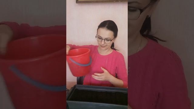 Сев Виолы самого нежного и красивого цветочка!