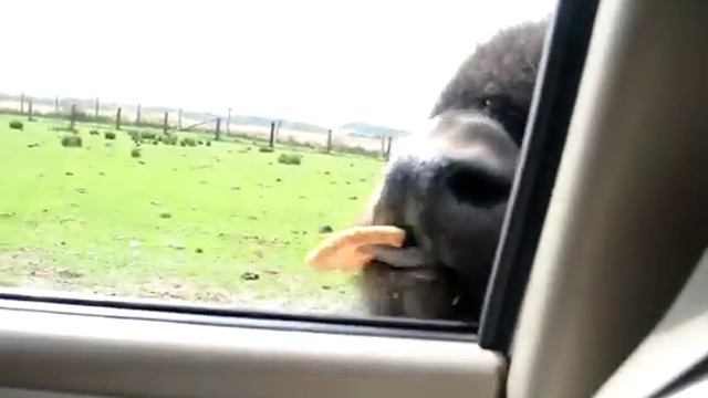 Olympic Game Farm, Sequim, WA смотреть онлайн