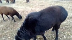 Гиссарский баран.Рост-94см.вес-134кг.обьем груди-132см