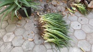 Размножение Алоэ Вера детками. Отделение и пересадка деток Алоэ.