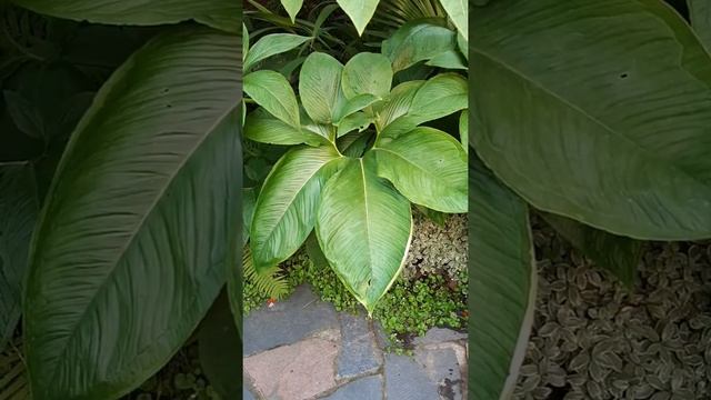 Sauromatum: Unique & Beautiful Large Foliage #Shorts