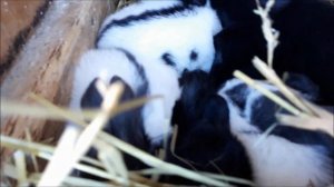 Кролики. Новые Строкачи в Марте. Смотрим, что родилось.