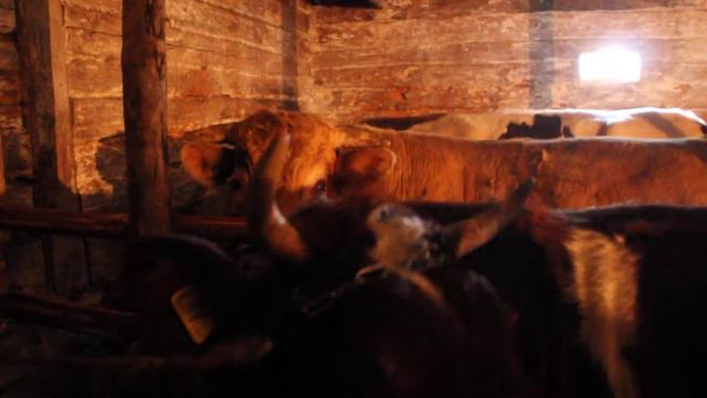 Цена молока смотреть онлайн