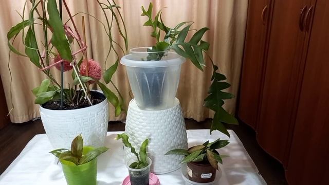 Лесные кактусы: криптоцереус (рыбья кость), эпифиллум. смотреть онлайн