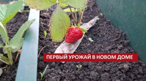 Первый урожай и сетка от грызунов | Кто выключает комаров и куда делась крапива