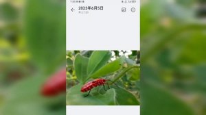 Huawei P60 Pro Vs Huawei Mate 50 Pro Camera Comparison!