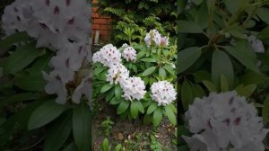 Рододендрон Кальсап, Rhododendron Calsap