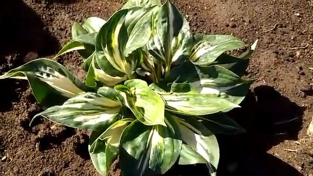 #хоста #стинг #hosta #Sting / Гибридная хоста Стинг(лат. hosta Sting). Второй год роста. Уход.