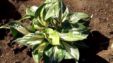 #хоста #стинг #hosta #Sting / Гибридная хоста Стинг(лат. hosta Sting). Второй год роста. Уход.