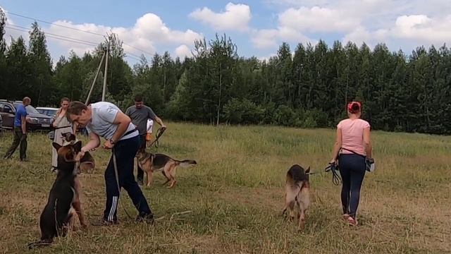Площадка для дрессировки собак в Вялках, Егорьевское шоссе