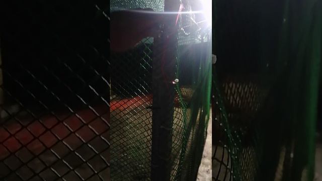Закрываю утят на ночь.