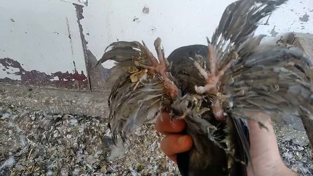 Голуби и молодёжь 26 06 2021г. долго не снимал. смотреть онлайн