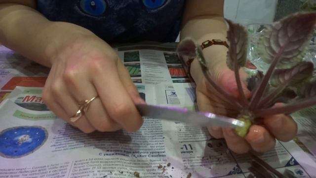 ОБНОВЛЯЕМ ФИАЛОЧКУ.))))) смотреть онлайн