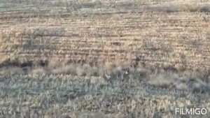 видео охота с дрона