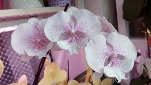 ЦВЕТЕНИЕ 100 орхидей  НА ЛОДЖИИ  в ОДНУШКЕ! Часть 2.